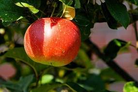 Apple on tree
